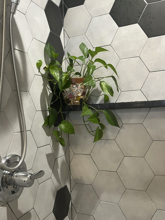 The bathroom  an ideal place for many houseplants | News, Sports, Jobs -  Williamsport Sun-Gazette